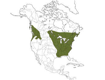 Hooded Merganser Range
