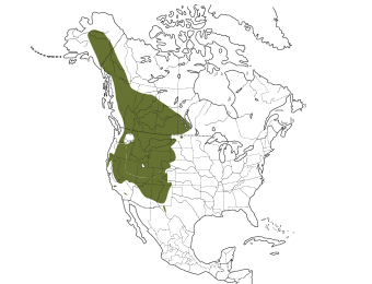 Mountain Bluebird Range