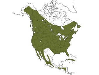 Northern Flicker Range