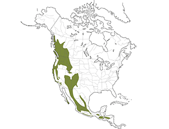 Northern Pygmy-Owl Range