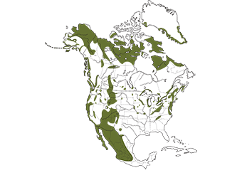 Peregrine Falcon Range