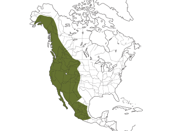 Violet-green Swallow Range