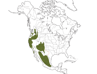 Western Bluebird Range