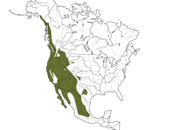 Western Screech-Owl Range