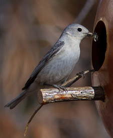 Lucy’s Warbler