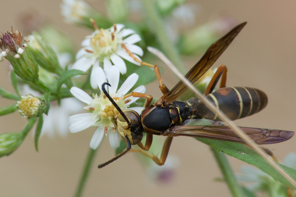 Native Paper Wasp, Polistes fuscatus