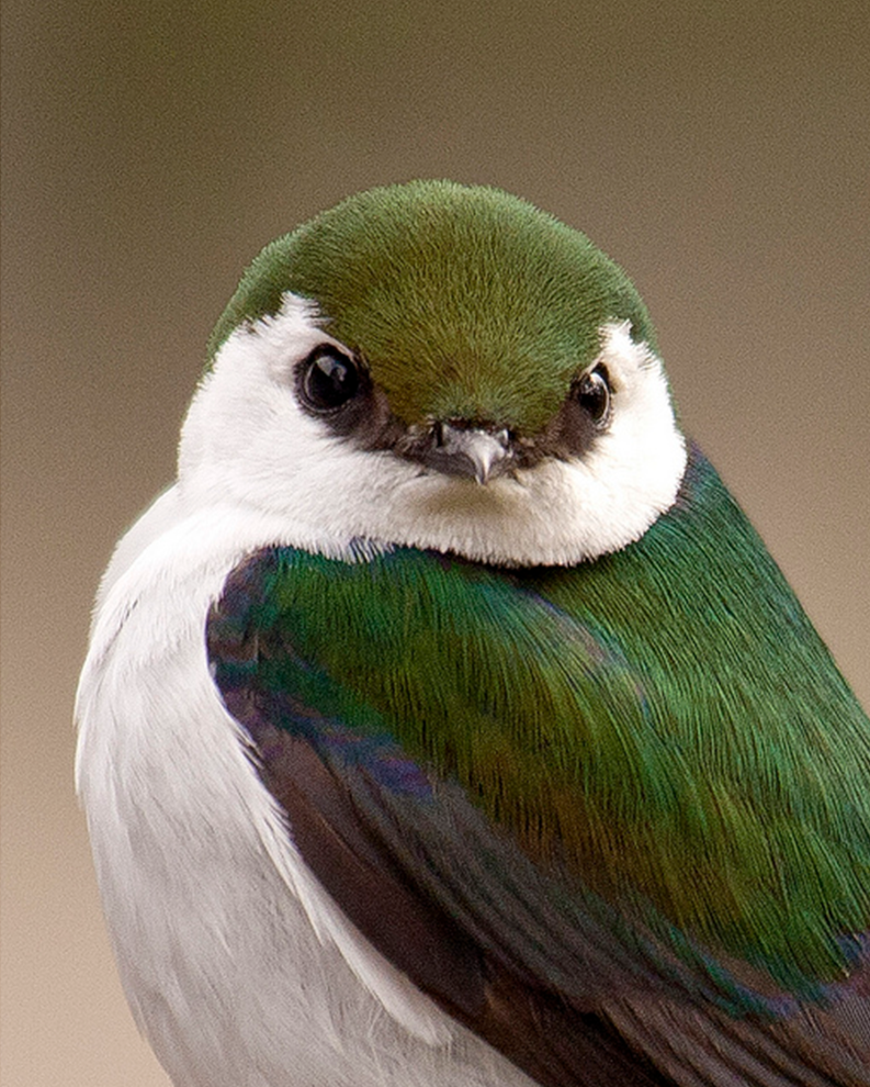 Male Violet-green Swallow