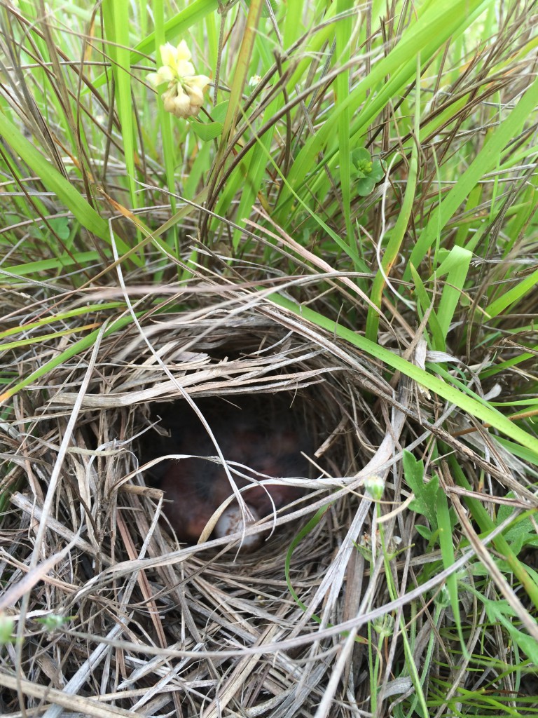 Field Sparrow Nest