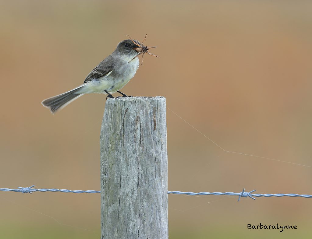 A Flycatcher With A Fly-catcher