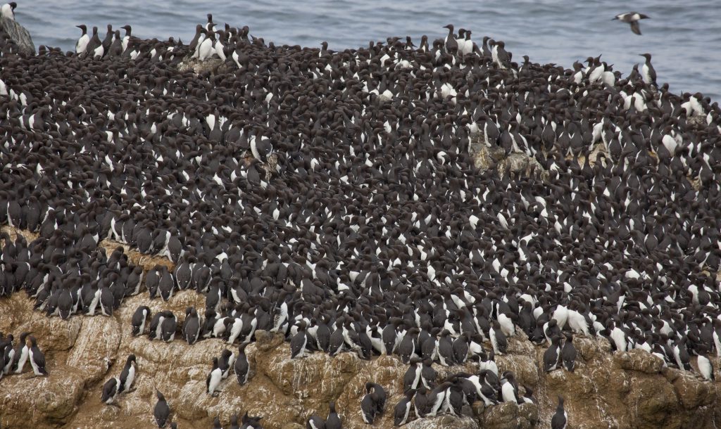 Common Murre Colony