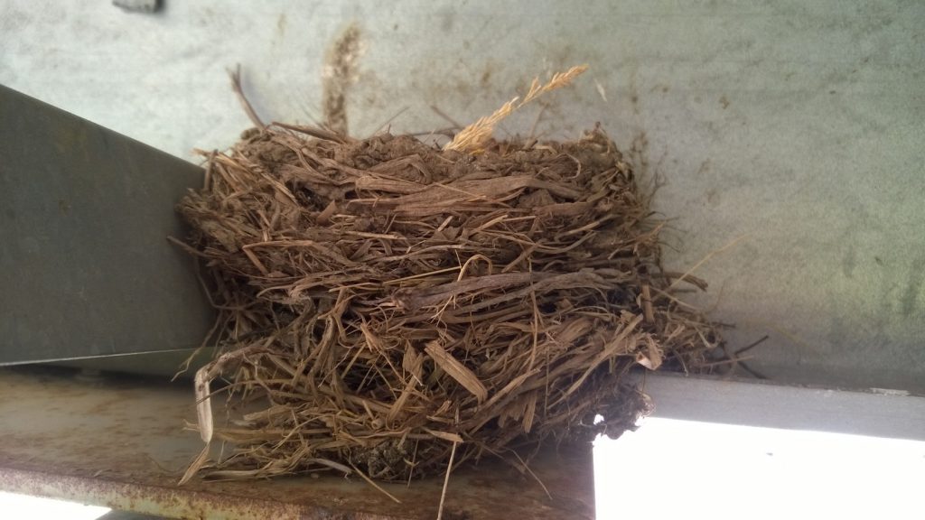 An Unusual Nest Site