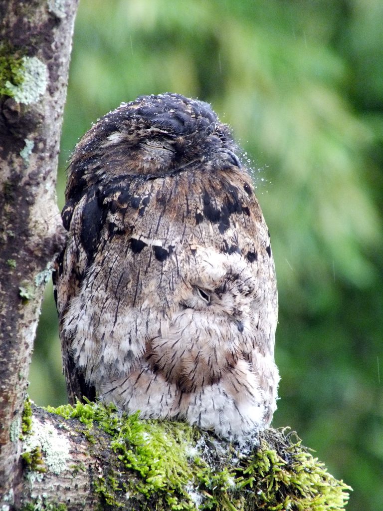 Common Potoo With Chick