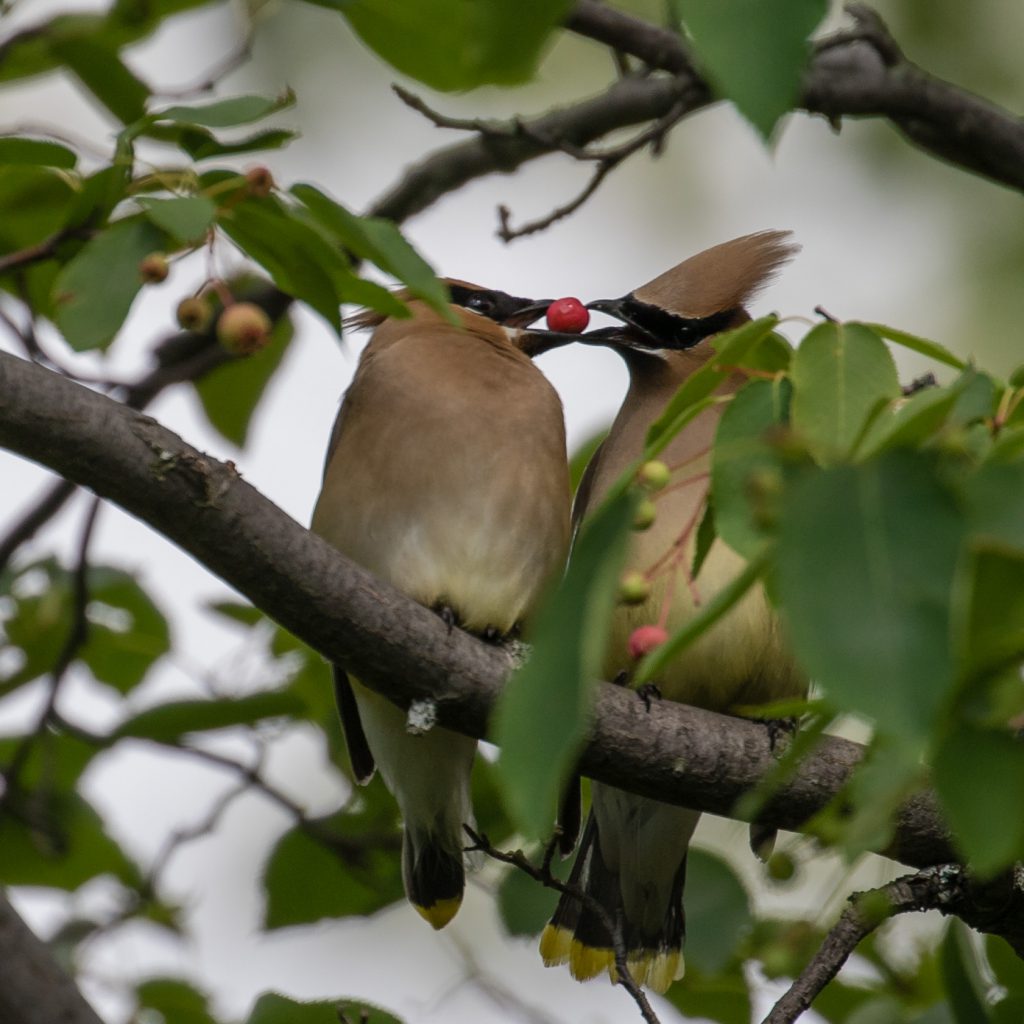 Cedar Waxwings Sharing A Serviceberry