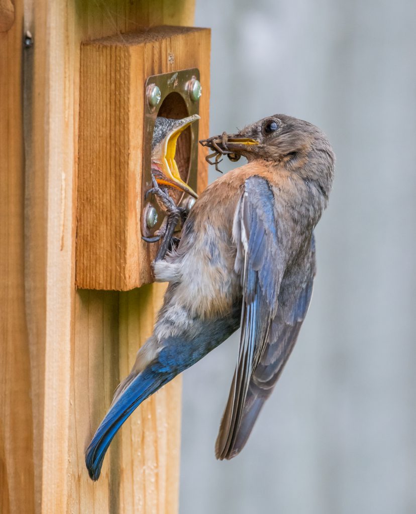 Eastern Bluebird Box With Hole Guard