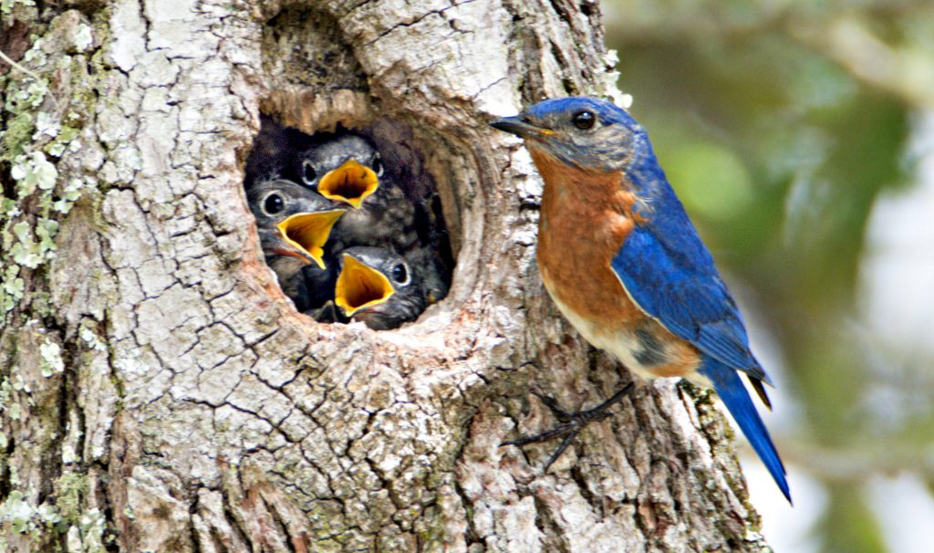 Eastern Bluebirds In A Tree Cavity