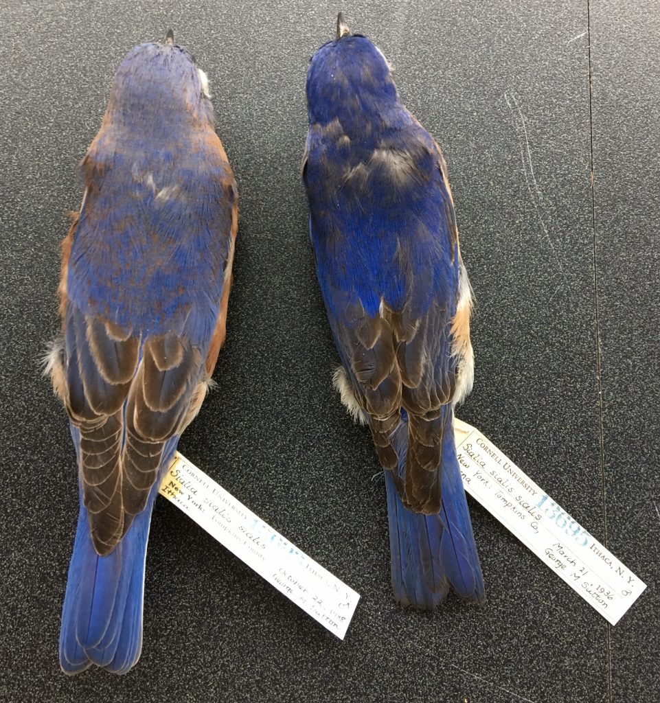 Fresh Versus Worn Plumage