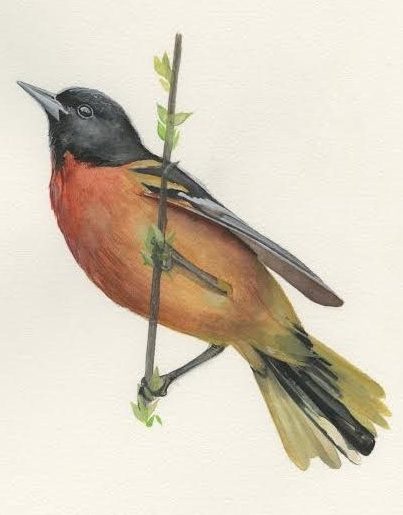 Male Baltimore Oriole