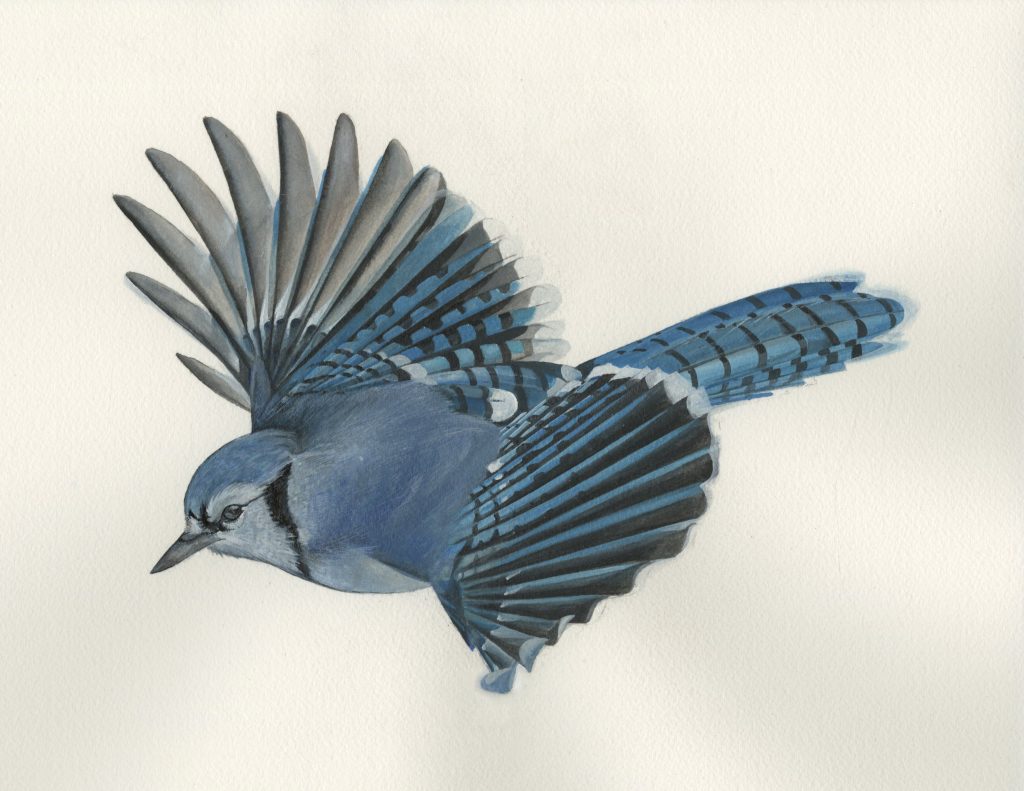 Blue Jay