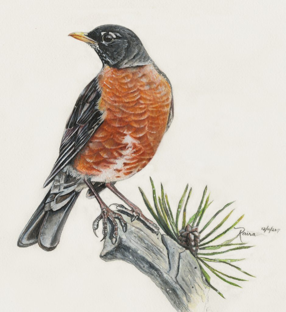 American Robin