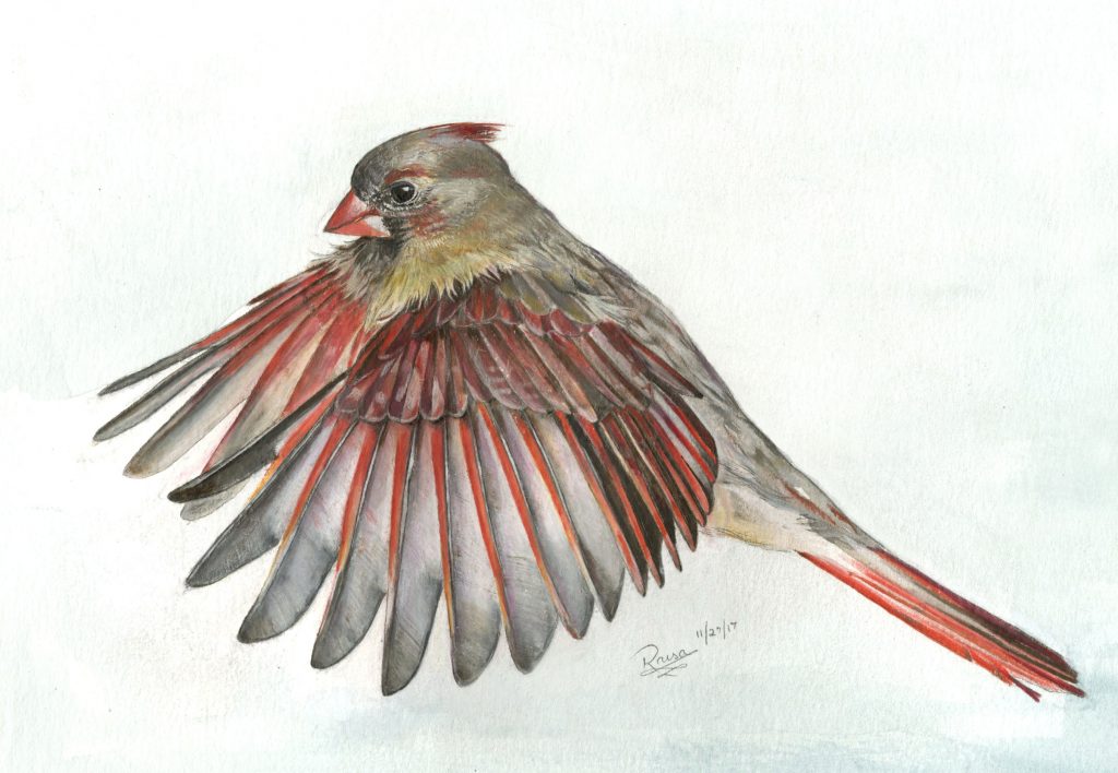 Female Northern Cardinal