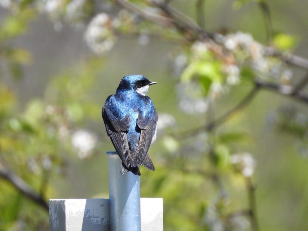 Tree Swallows Showed Up in Numbers