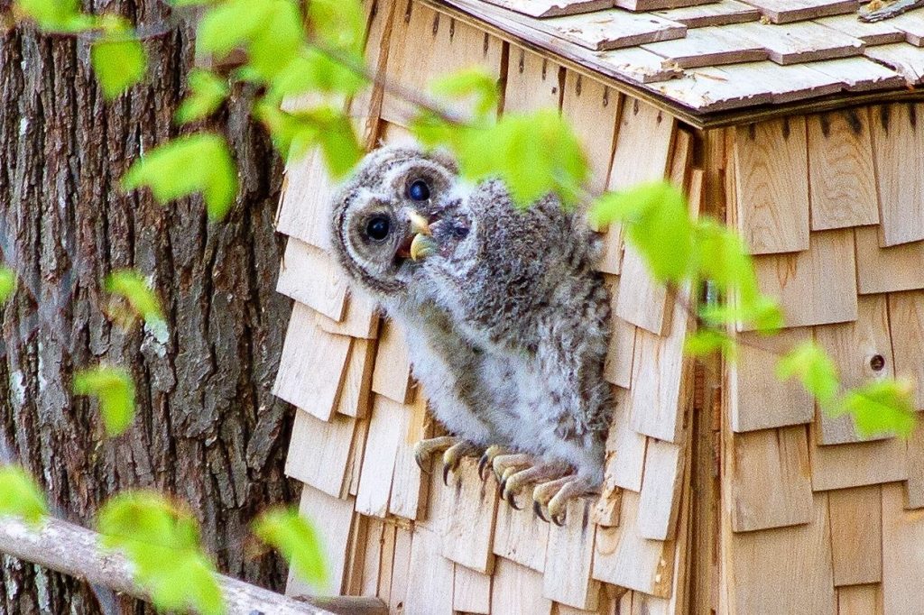 Two Nestlings Play Bite