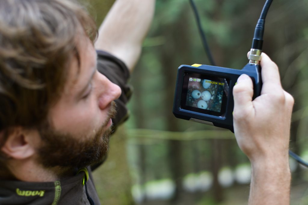 Inspect Nests From The Ground
