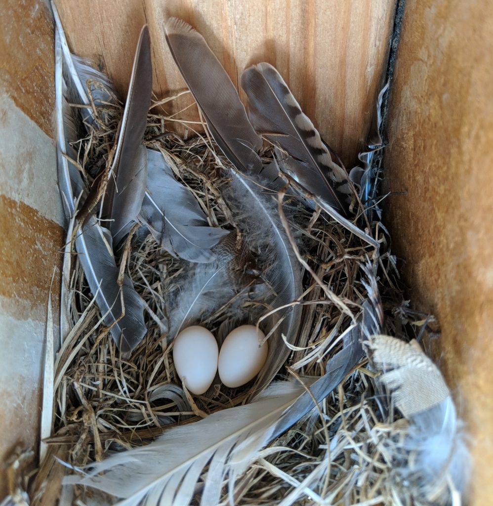 Tree Swallow Eggs