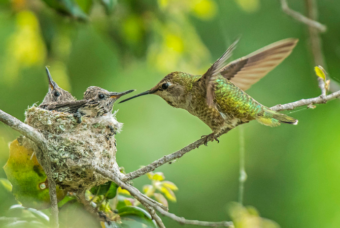 Anna's Hummingbird Nest