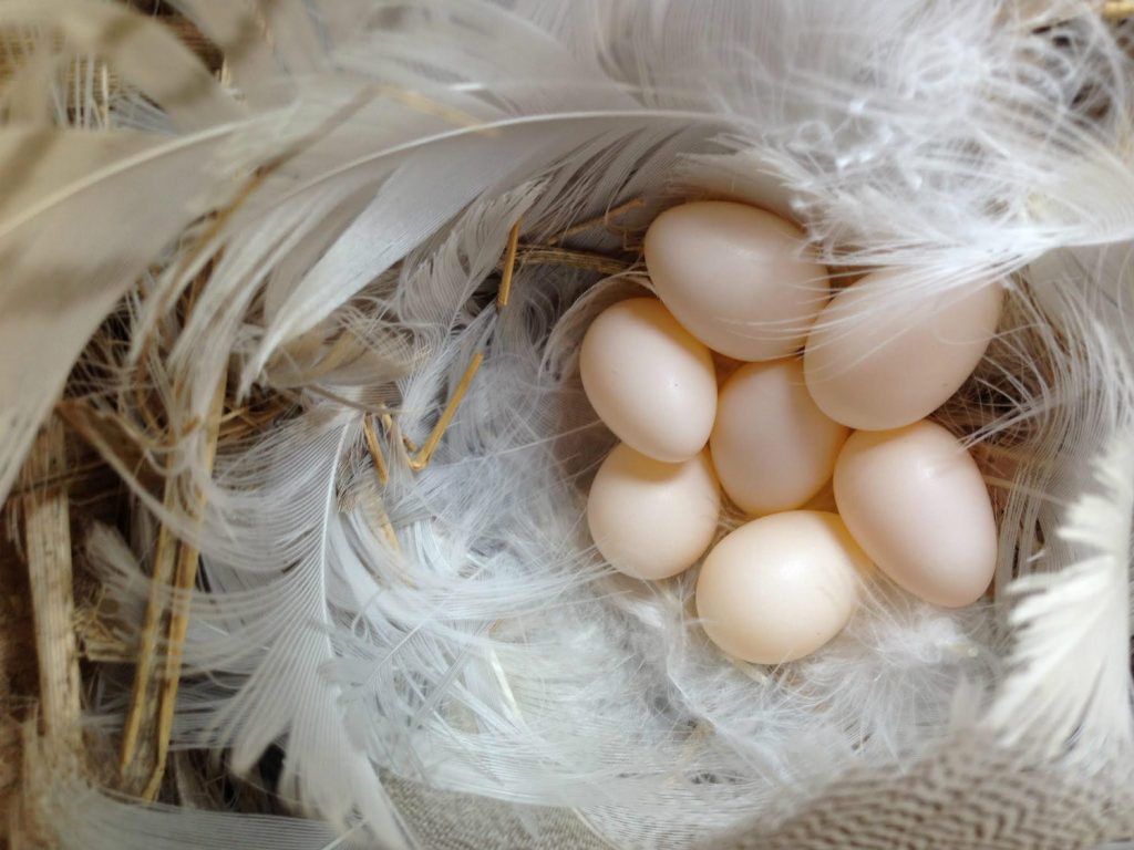 Tree Swallow Eggs