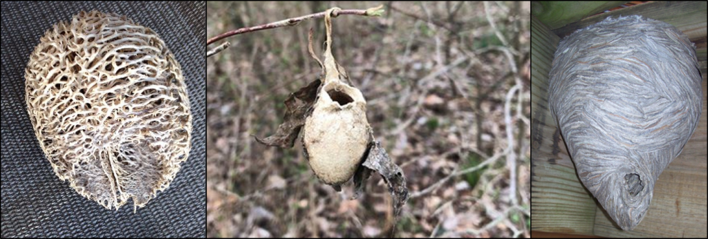 three photos side-by-side of items that were mistaken for nests, including a wild cucumber seed pod, a Polyphemus cocoon, and a wasp nest.