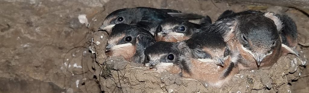 Barn Swallow nestlings in nest