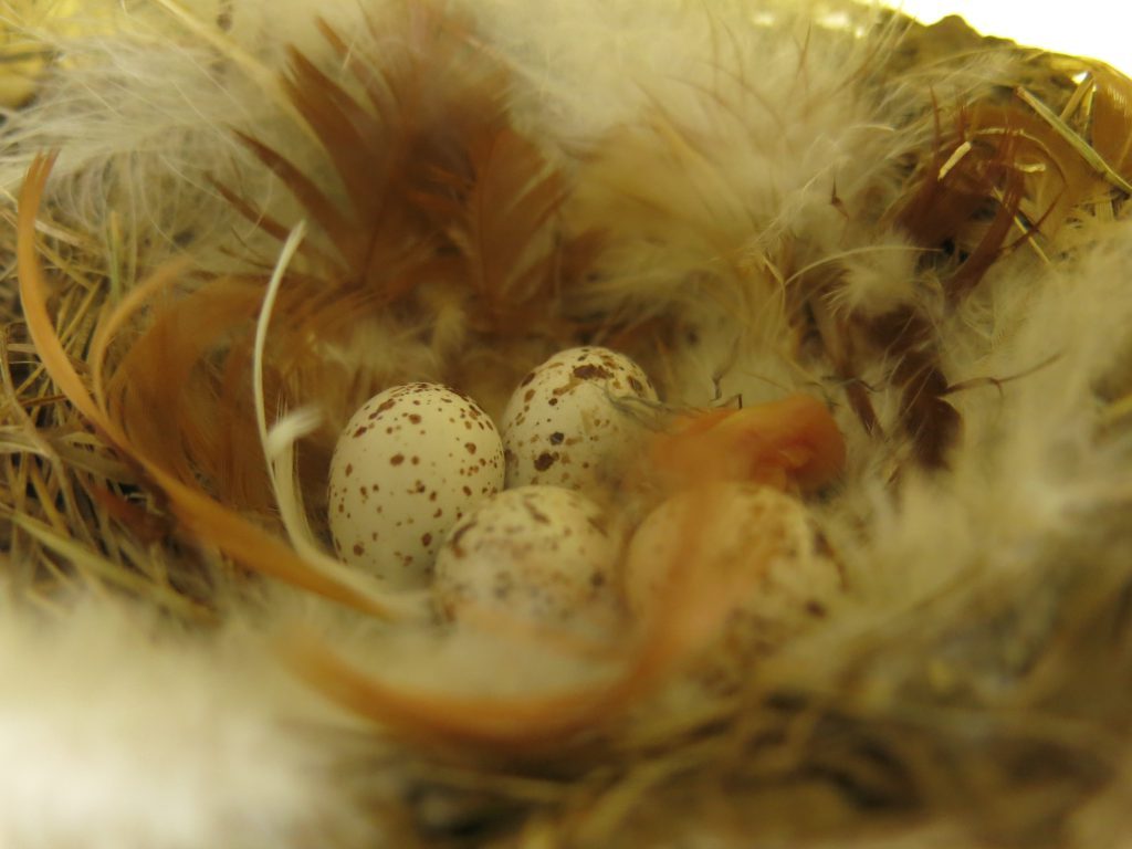 Barn Swallow Nest