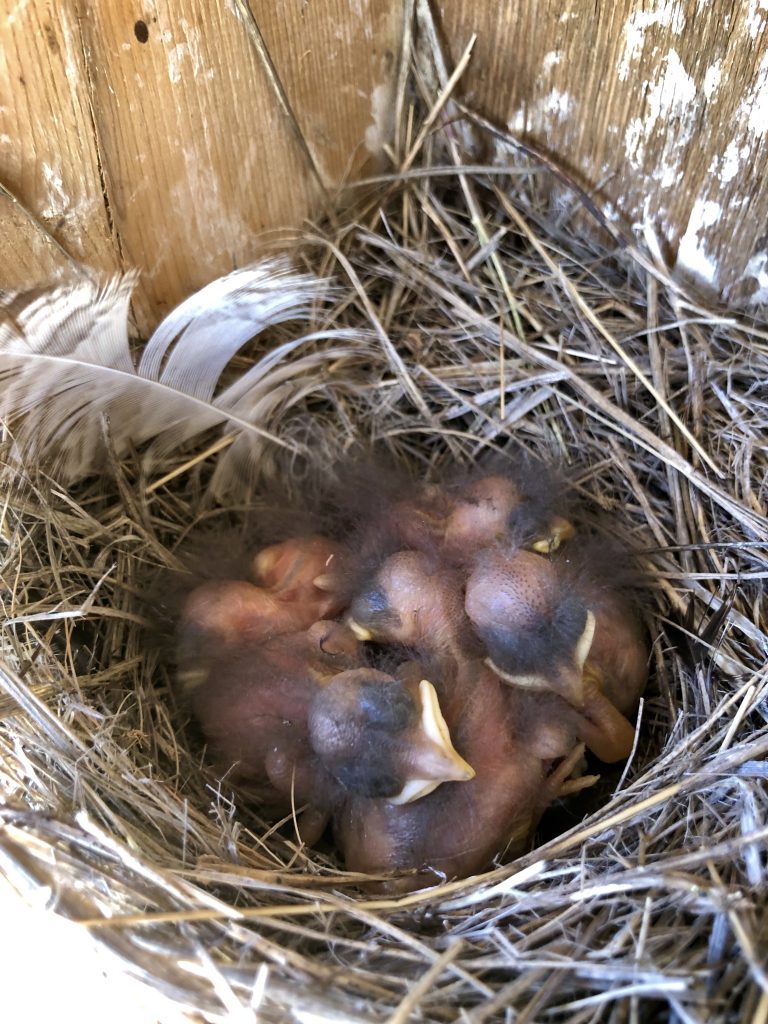 Western Bluebird Nestlings