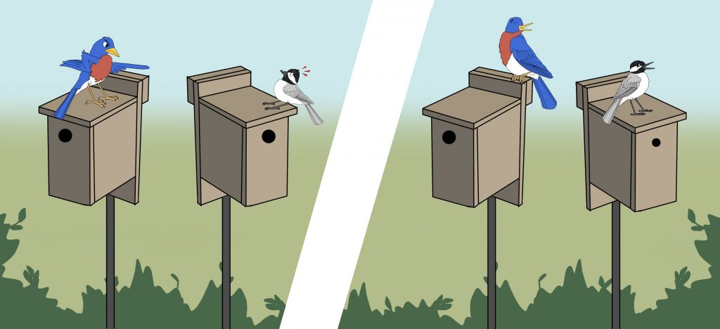illustration of a bluebird that is not allowing a chickadee to nest in a paired box with a large entrance hole juxtaposed against another illustration where the bluebird is not competing for the second nest box, this time with a smaller entrance hole.