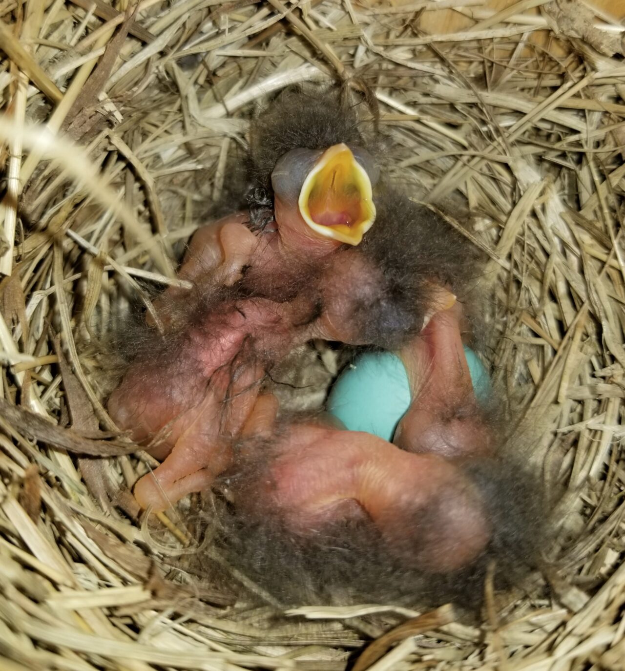 Drought Decreases Success