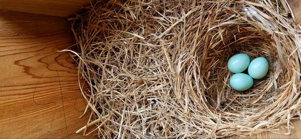 a grassy nest in a wooden box with three blue eggs inside