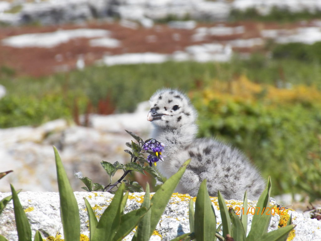 Cute and Camouflaged