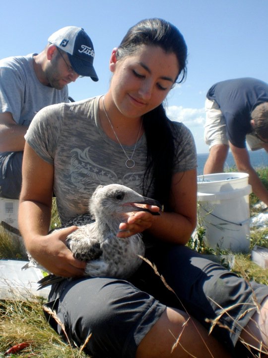 Measuring Chick Growth