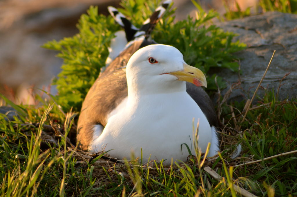 Gull On Guard
