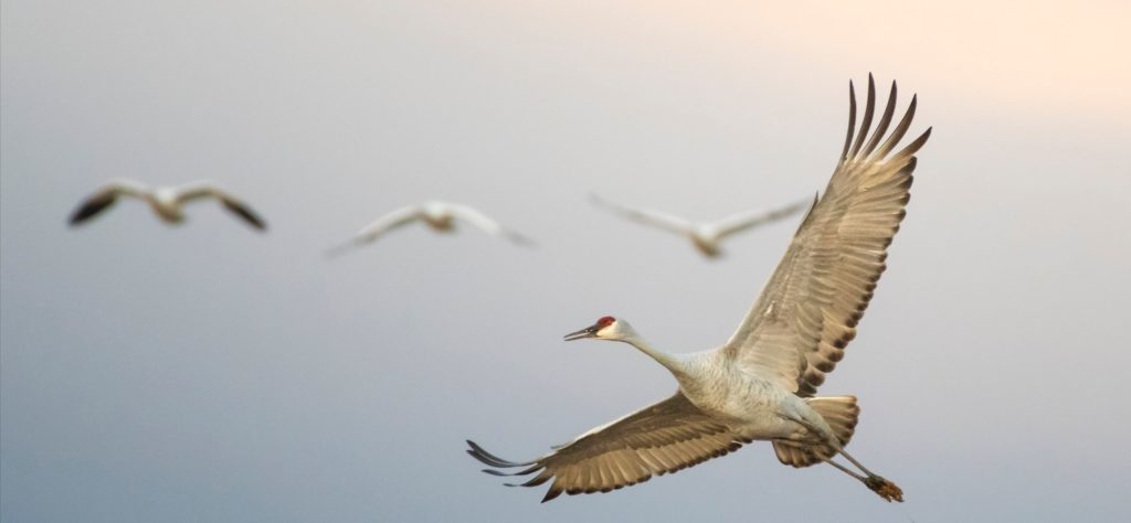 Four Sandhill Cranes flying overhead.