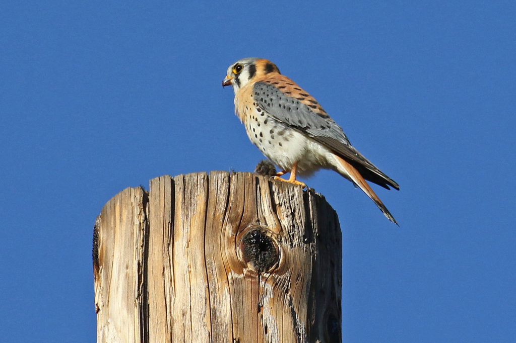 American Kestrel perched on a tall pole