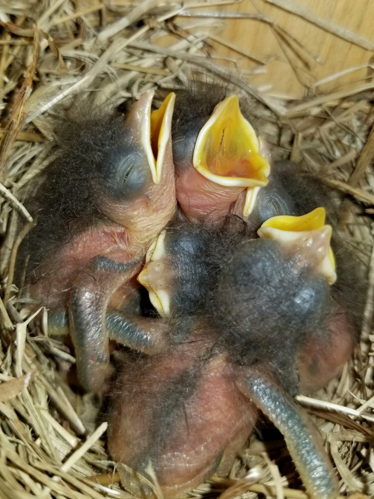 young bluebird nestlings in a nest