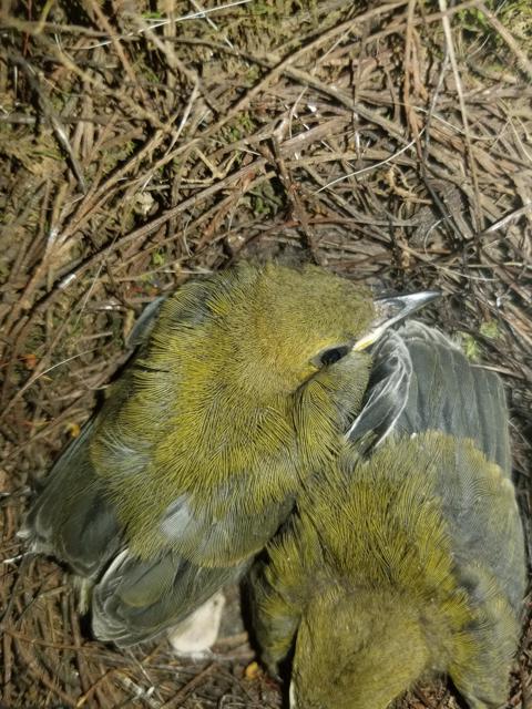 Prothonotary nestlings in a nest
