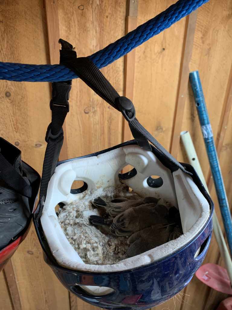 three nestlings nestling in a kayak helmet, hanging in a garage