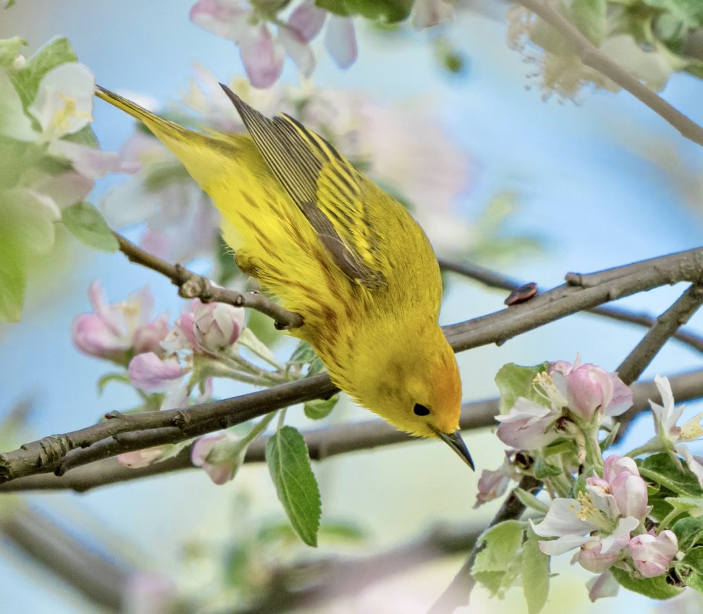a Yellow Warbler perched in a tree , reaching down towards its pink blossom.