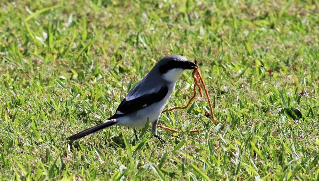 A Loggerhead Shrike on the ground, with a piece of orange yarn in its beak.