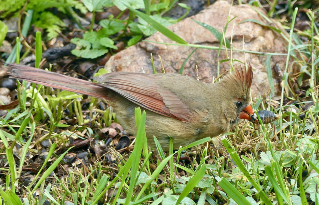 Big Beaks For Big Bugs