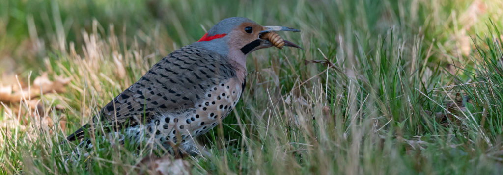 a male northern flicker in the grass, munching on a cicada