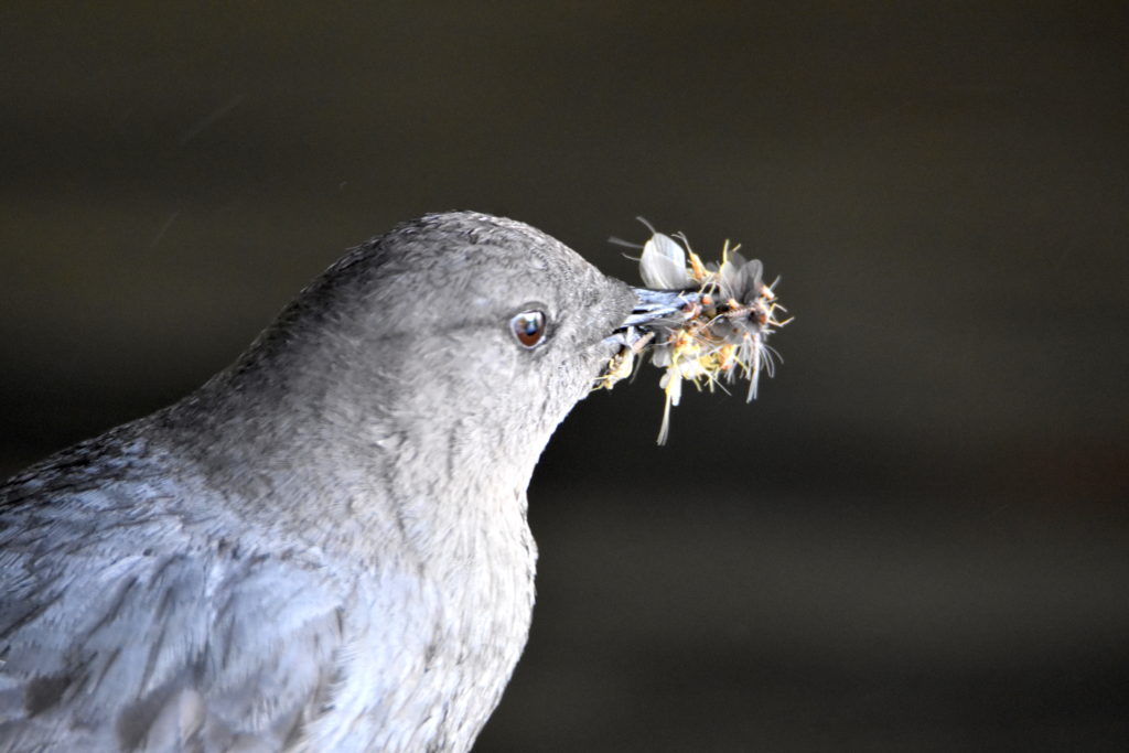 An American Dipper with a beak full of insects
